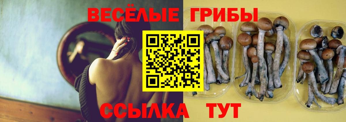 Псилоцибиновые грибы GOLDEN TEACHER Грозный